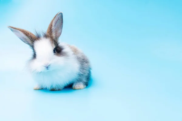 Bonito Coelho Marrom Branco Adorável Sentado Fundo Azul Isolado Adorável — Fotografia de Stock