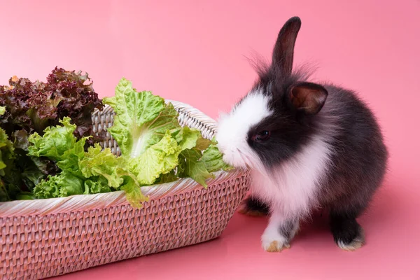 İzole edilmiş pembe arka planda otururken sepetin içinde yeşil marul yaprakları yiyen sevimli küçük siyah ve beyaz tavşanlar. Hayvanlar sebze yer ve Paskalya konsepti.