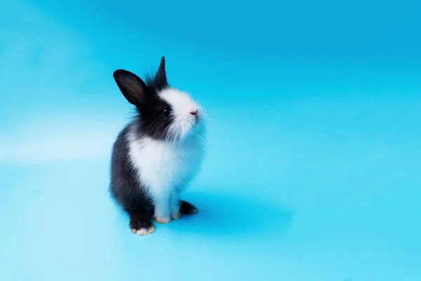 Черно Белый Очаровательный Кролик Стоящий Изолированном Синем Фоне Милый Кролик — стоковое фото