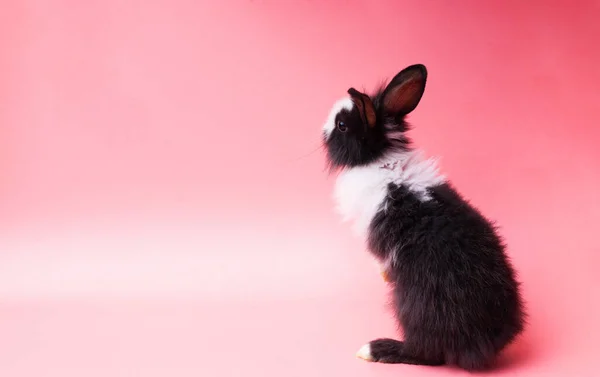 Черно Белый Очаровательный Кролик Стоящий Изолированном Розовом Фоне Прекрасный Маленький — стоковое фото