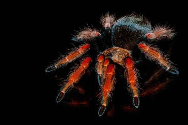Black Red Hairy Spider Isolated Black Background Reflection Close Big — Stock Photo, Image