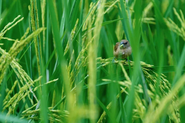 Aves Pardal Comem Arroz Nos Campos Arroz Fundo Natural Tailândia — Fotografia de Stock