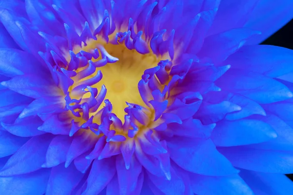 Makró Közeli Kék Lótusz Sárga Pollen Szimbólum Zen Természet Hátterében — Stock Fotó