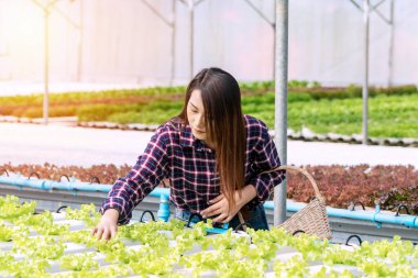 Genç çiftçi kadın taze marul organik sebzeleri sera hidroponik organik çiftliğinde sepetle kontrol ediyor. Küçük işletme girişimcisi organik sebze çiftliği ve sağlıklı gıda konsepti.