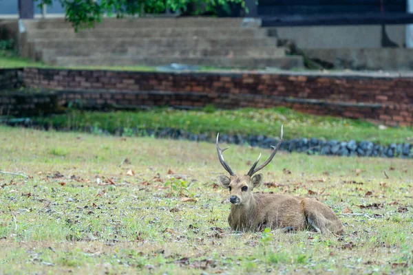 チャイヤフム トゥンカムタイの野生生物保護区の緑の木の背景を持つ金の牧草地に座っている鹿 — ストック写真