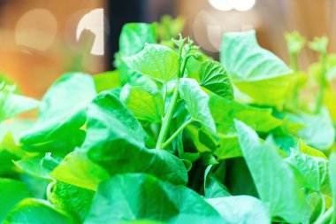 Restoranlarda açık büfe salatasında taze yeşil yaprak Çin patatesi. Sağlıklı gıda konsepti.