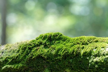 Bryophyta, makro tazeliği kapat. Sabahları ahşap kaplanmış yeşil yosun ve bokeh arka plan..