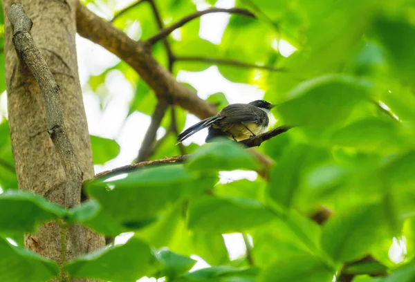 Pássaro Preto Pequeno Bonito Que Está Árvore Com Fundo Natural — Fotografia de Stock