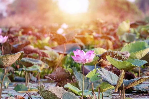 Цветущий Розовый Цветок Лотоса Листьями Фоне Природы Цветущий Тропический Лотос — стоковое фото