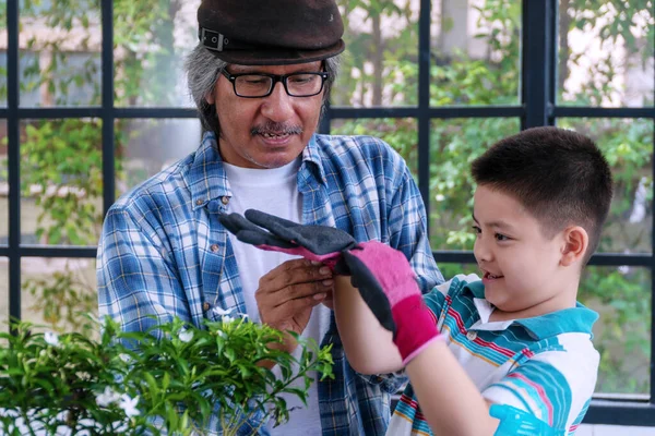 幸せなおじいちゃんは 小さな木の花を温室に植えながら 孫が手袋を着用するのを助けます 老人の祖父母の帽子は彼の孫が鍋に小さな木を植えるのを助ける ライフスタイルコンセプト — ストック写真