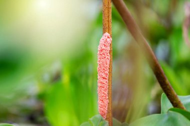 Kapalı yumurta pembe elma salyangozu ya da doğal arka planda Kanallı elma salyangozu..