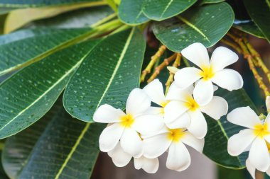 Ağaçta sarı polen ve yaprak olan beyaz bir tesisatçı. Frangipani Çiçeği doğa arka planında çiçek açıyor. Spa konsepti için beyaz çiçek. 