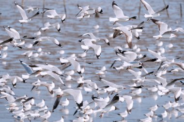 Doğada uçan martı kuşu. Bangboo Samut Prakan Tayland 'da uçan kuş martılarının yakın görüntüsü.