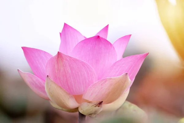 Цветущий Розовый Цветок Лотоса Фоне Природы Цветение Тропический Лотос Мягкий — стоковое фото