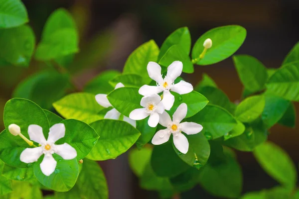 木の上にはタベルナモンタナ ディヴァリカータの白い花が咲きます 草本に葉が付いている白いサンパギタジャスミンの花を閉じます — ストック写真