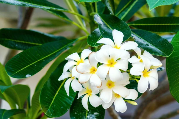 Flor Plumeria Blanca Con Polen Amarillo Hojas Árbol Frangipani Flor — Foto de Stock