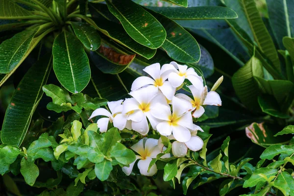 黄色の花粉と葉を木の上に咲かせます 自然を背景に咲くフランジパニの花 スパコンセプトのための白い花 — ストック写真