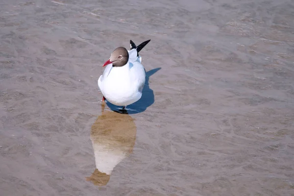 Möwen Stehen Strand Und Spiegeln Sich Wasser Zugvögel Vom Kalten — Stockfoto