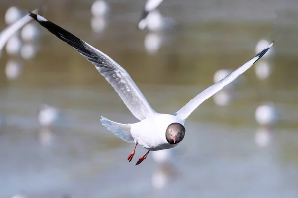 Möwenvogel Fliegt Auf Dem Hintergrund Der Natur Nahaufnahme Von Vogel — Stockfoto