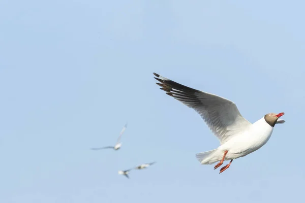 Möwenvogel Fliegt Himmel Natur Hintergrund Nahaufnahme Von Vogel Möwe Fliegen — Stockfoto