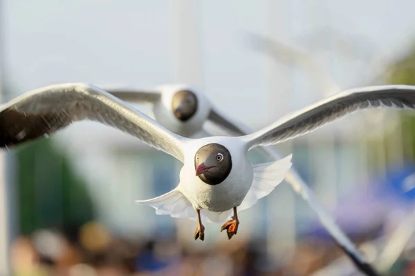 Möwenvogel Fliegt Auf Dem Hintergrund Der Natur Nahaufnahme Von Vogel — Stockfoto