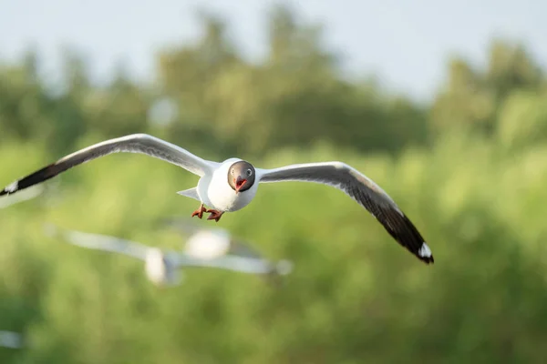 Möwenvogel Fliegt Auf Dem Hintergrund Der Natur Nahaufnahme Von Vogel — Stockfoto
