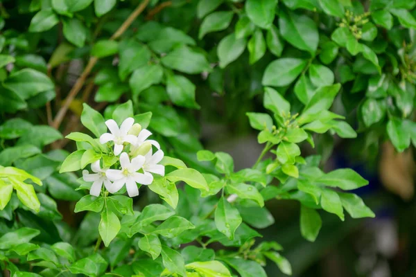 タイのオレンジジャスミン 庭の木に緑の葉が咲く白オレンジ色のジャスミンの花 オレンジジャスミン アンダマンサテンウッド 化粧品樹皮の木の白い花 — ストック写真