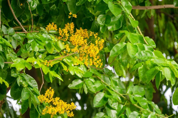 ミツバチとの黄色の花は 自然の背景に食べ物を見つけます 緑の葉の上の野生の白癬は背景をぼやけていることを示します ビルマパダウクは木に咲く — ストック写真