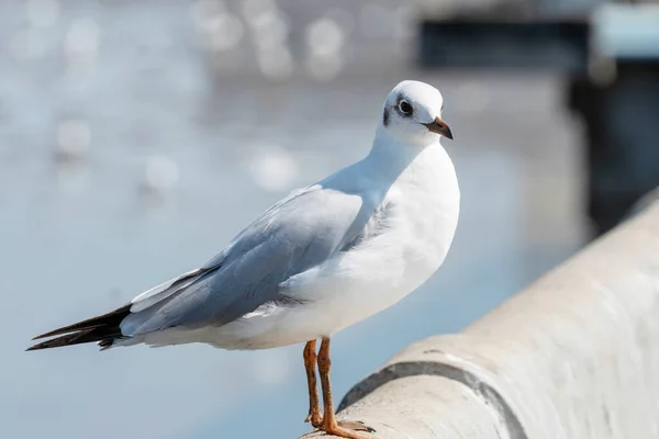 Möwenvogel Porträt Der Küste Nahaufnahme Der Vogelmöwe Die Rand Der — Stockfoto