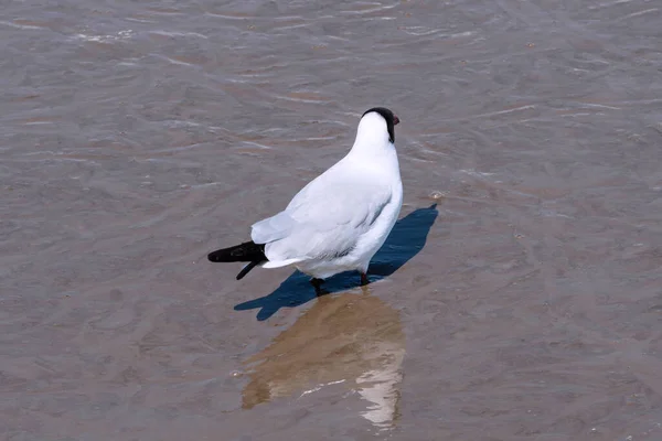 Möwen Stehen Strand Und Spiegeln Sich Wasser Zugvögel Vom Kalten — Stockfoto