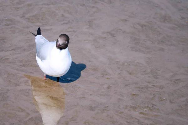 Möwen Stehen Strand Und Spiegeln Sich Wasser Zugvögel Vom Kalten — Stockfoto