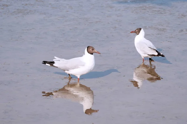 Zwei Möwen Stehen Strand Und Spiegeln Sich Wasser Zugvögel Vom — Stockfoto