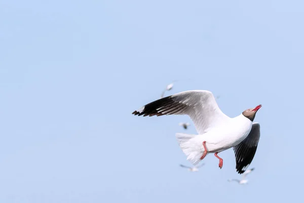 Möwenvogel Fliegt Himmel Natur Hintergrund Nahaufnahme Von Vogel Möwe Fliegen — Stockfoto