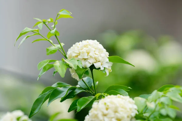 Thai Orange Jasmine White Orange Jasmine Flower Green Leaves Blooming — Stock Photo, Image