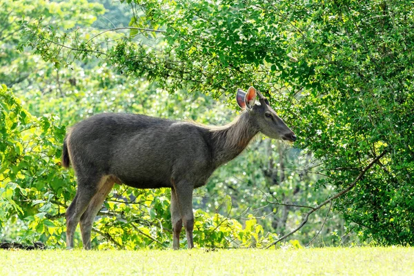 Hjort Stående Guldäng Med Grön Trädbakgrund Naturskyddsområde Vid Chaiyaphum Thungkamang — Stockfoto