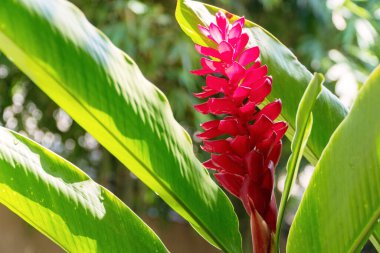 Doğanın arka planında yaprakları olan kızıl, güzel bir çiçek. Alpinia purpurata (Vielle.) Ağaçtaki Schum..