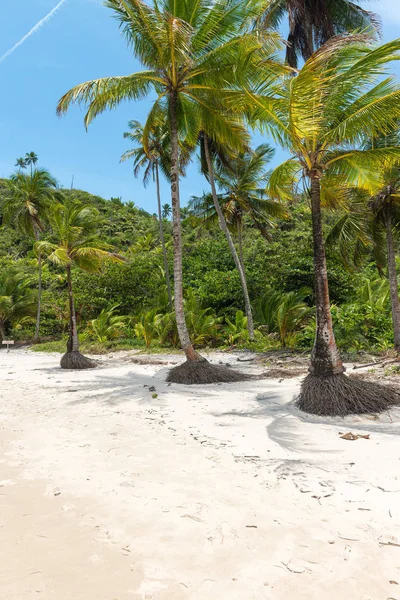 Geweldige Groene Natuur Het Strand Van Itacarezinho Bahia — Stockfoto