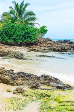 Brezilya Itacarezinho Plajı'nda bir palmiye ağacı kapsayan bir çalı görünümü