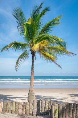 Zengin bitki örtüsü Itacare Brezilya Bahia eyalet, plaj