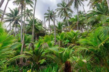 Havaizinho kayalık geç öğleden sonra kumsalda güzel görünüm