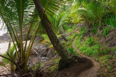 Woods ortasında Gamboa plaja havaizinho üzerinden Trailway