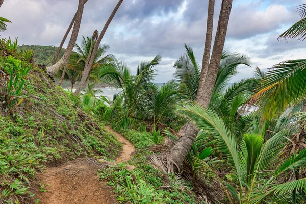 Trailway Από Havaizinho Gamboa Παραλία Στη Μέση Του Δάσους — Φωτογραφία Αρχείου