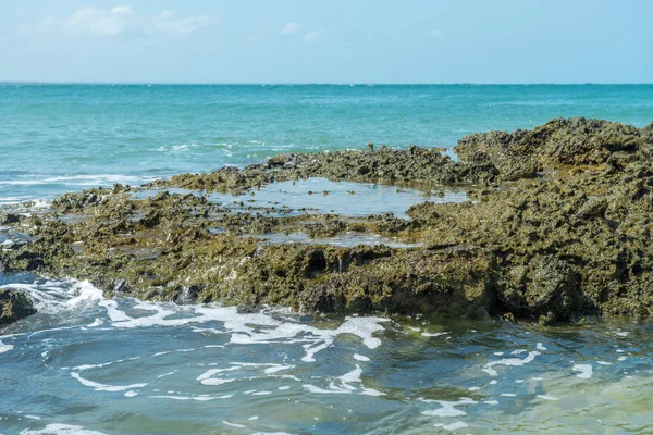 Rocce Grasse Lungo Costa Con Piccole Piscine Acqua Salata — Foto Stock