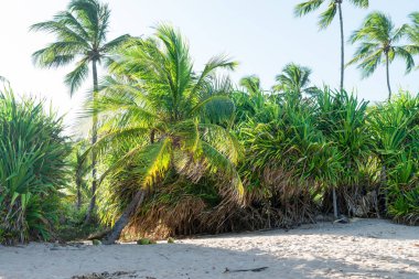Hindistan cevizi Hindistan cevizi hurma ağaç gövdesi tozlar