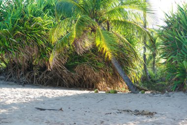Hindistan cevizi Hindistan cevizi hurma ağaç gövdesi tozlar
