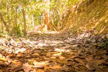 Yaprakları yere kuru ve bir ormanda iz