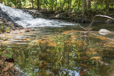 Şelale ve orman Itacare Bahia Brezilya akışında