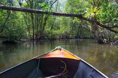 Küçük tekne mangroves yeşil su ağaçlar tünel altında yelken