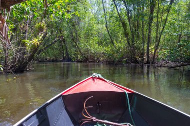 Bir tünel ağaçların altında bir mangrov kanal geçiş Kano