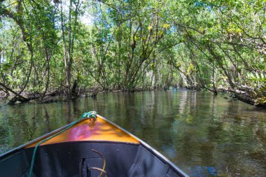 Küçük tekne mangroves yeşil su ağaçlar tünel altında yelken
